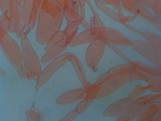 Cortinarius candelaris?